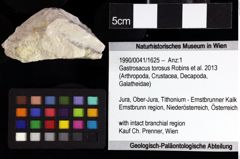 Foto (Objket + Etiketten) von ? Nodoprosopon sp. 